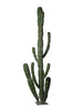 Cactus morocco