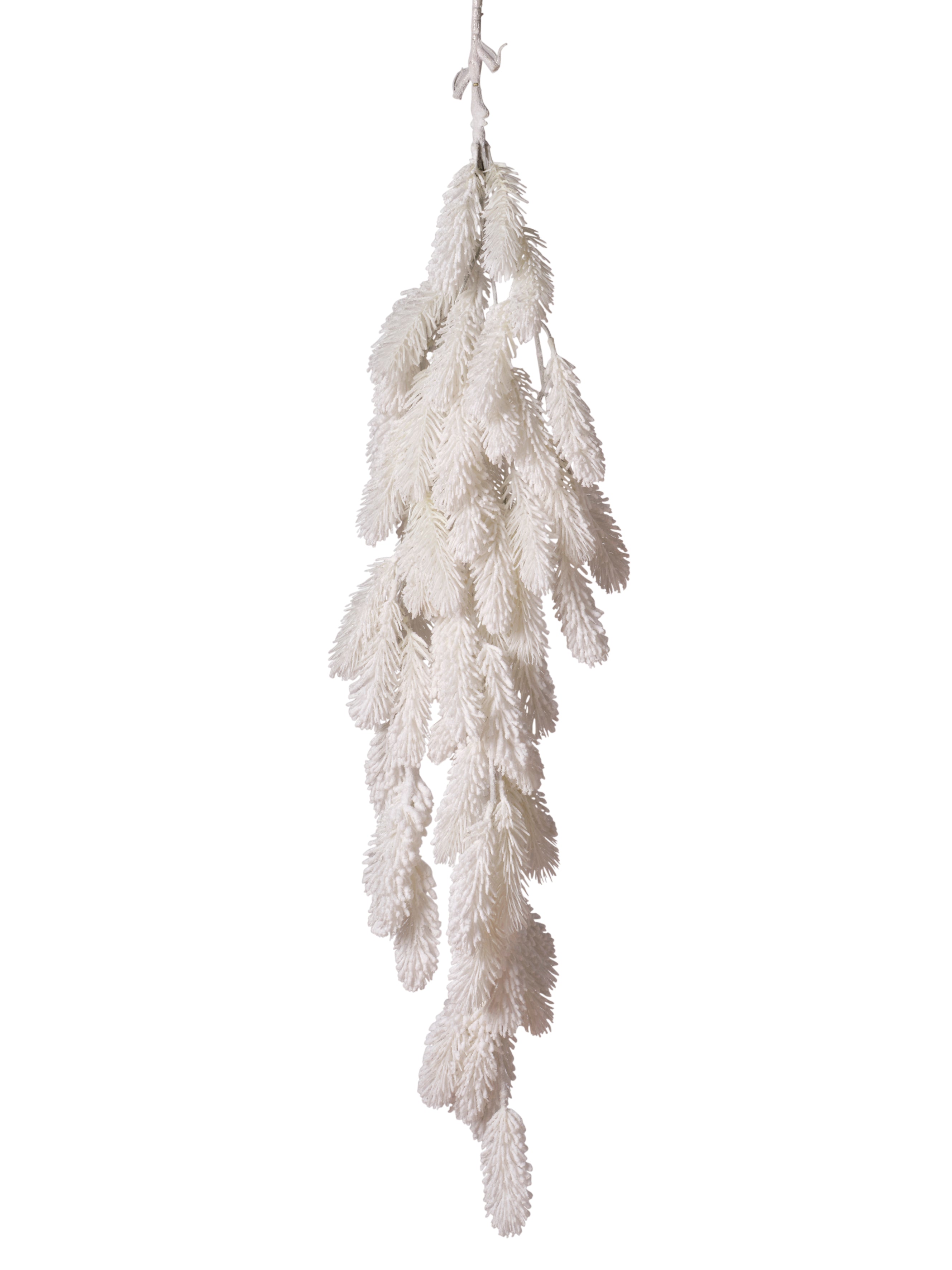Chute de pin blanc