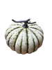 Citrouille realiste verte