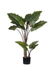 Colocasia