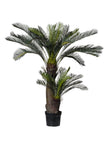 Cycas
