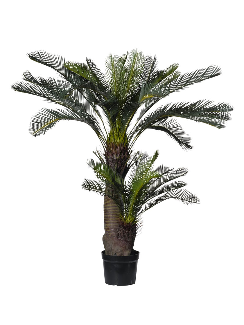 Cycas