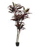 Cycas rouge