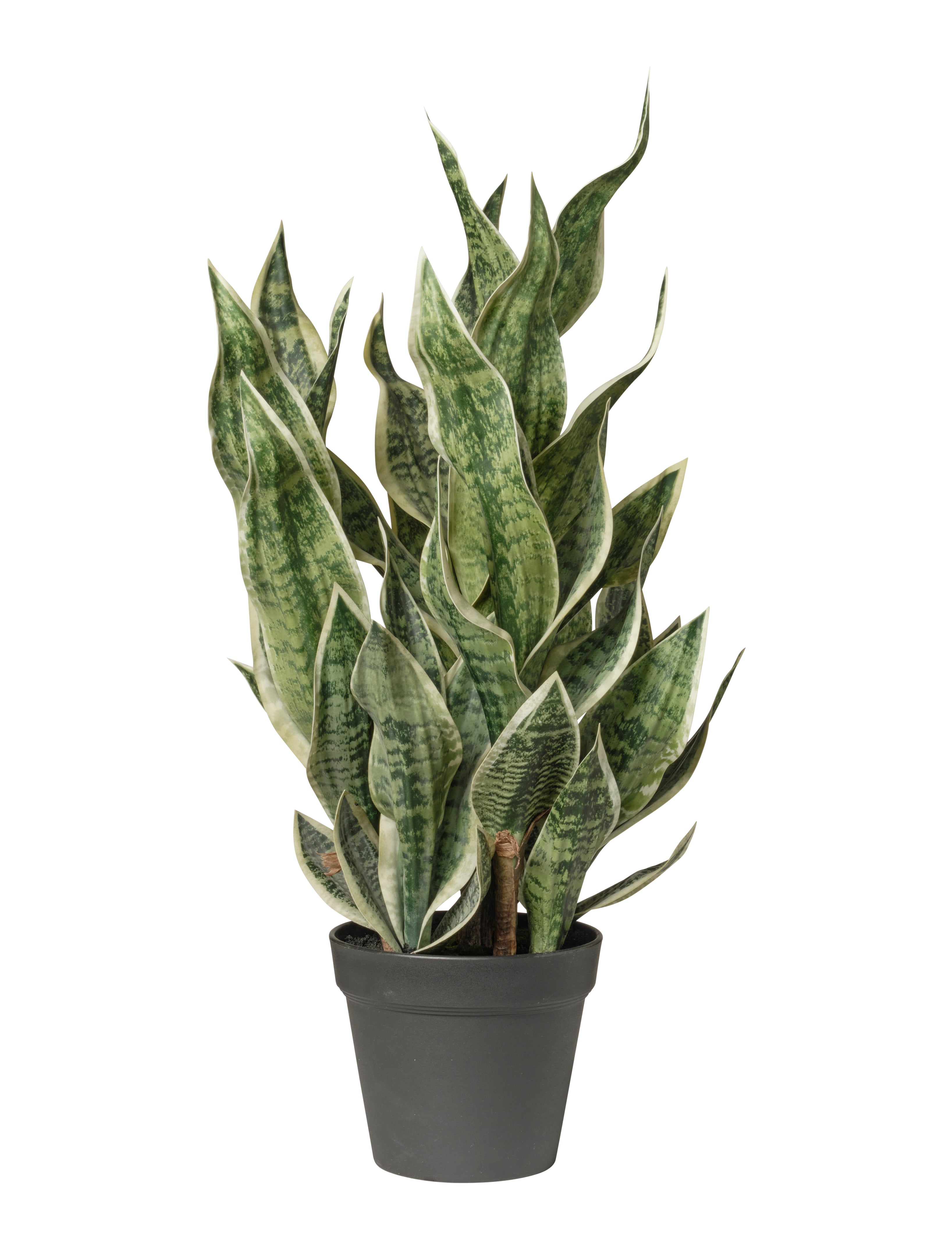 Dracaena