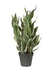Dracaena