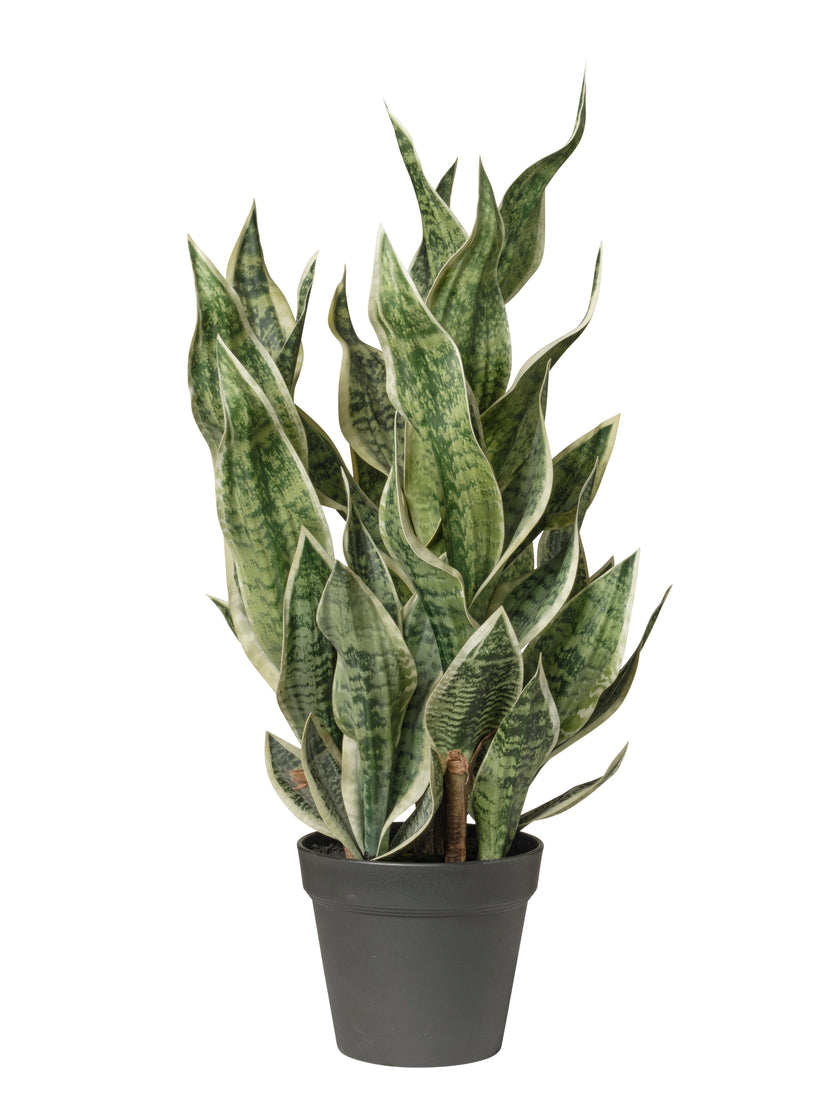 Dracaena