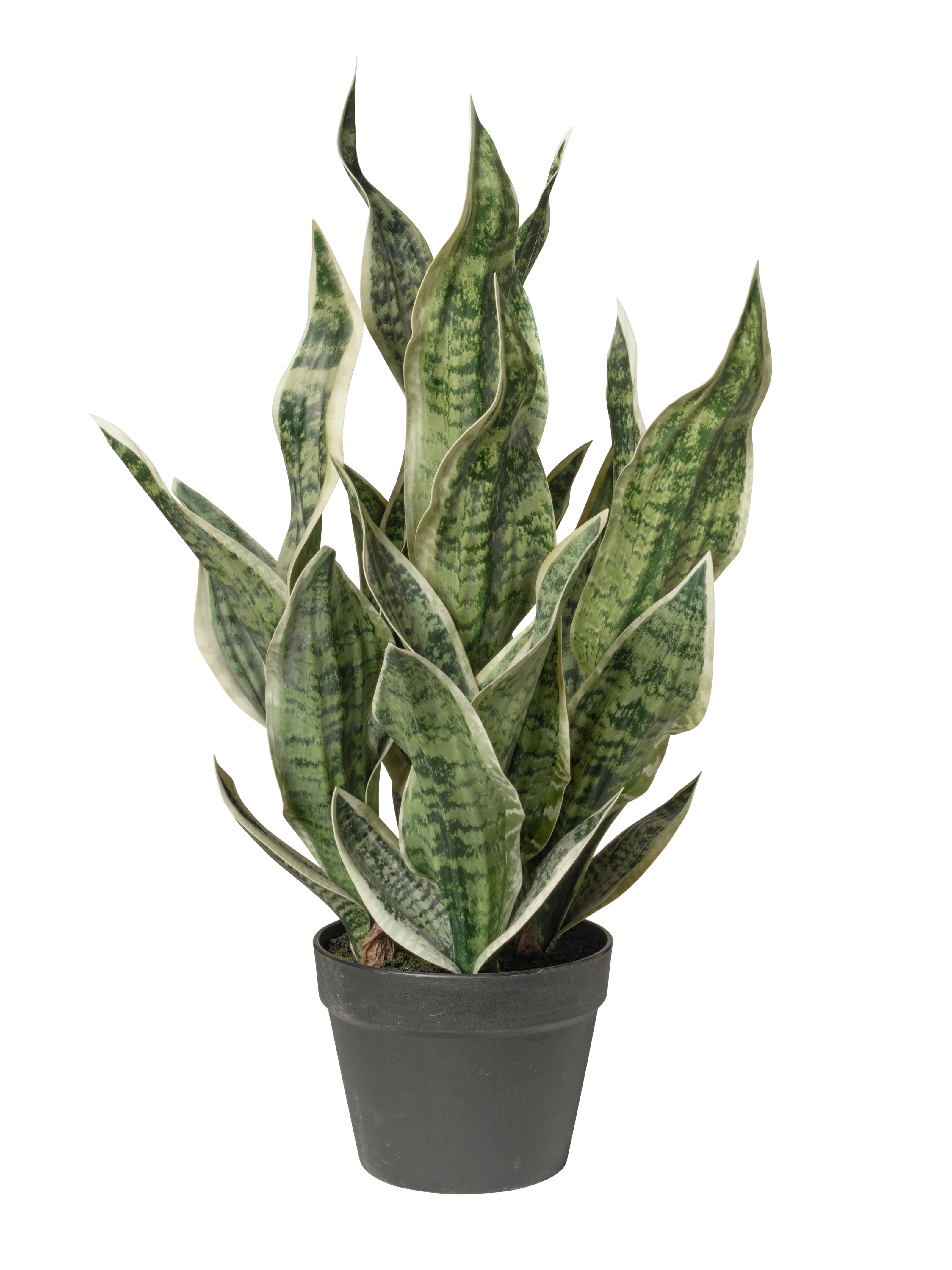 Dracaena