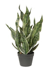 Dracaena