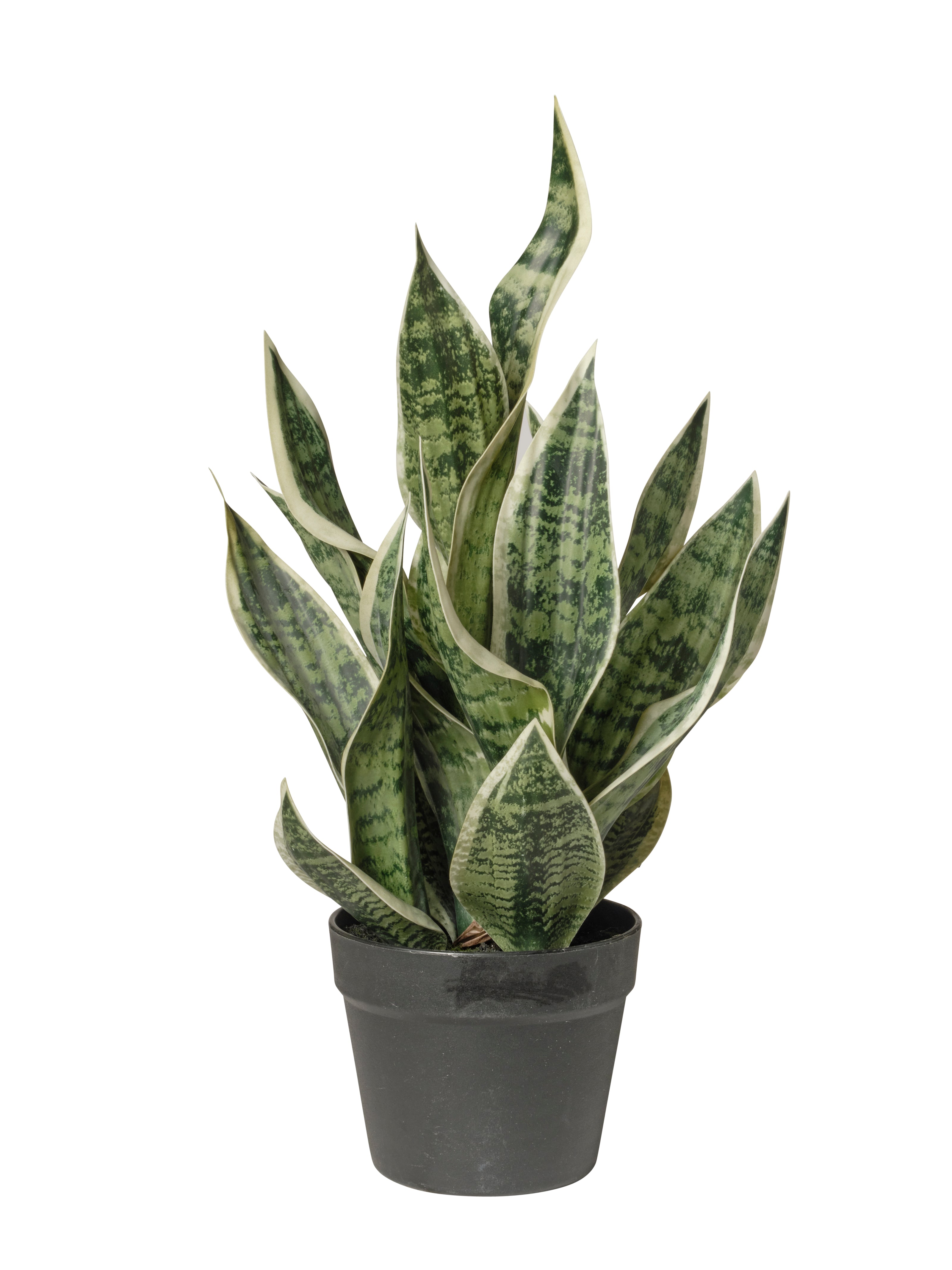 Dracaena