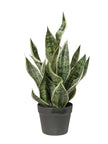 Dracaena