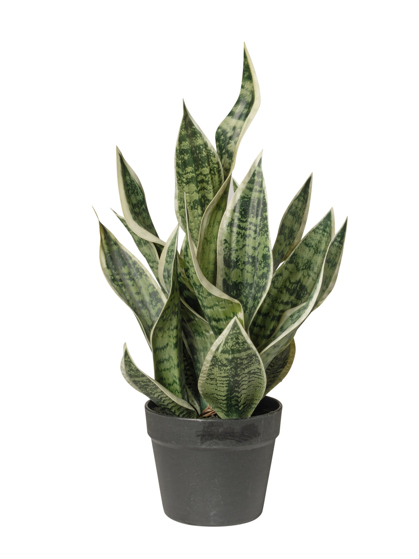 Dracaena