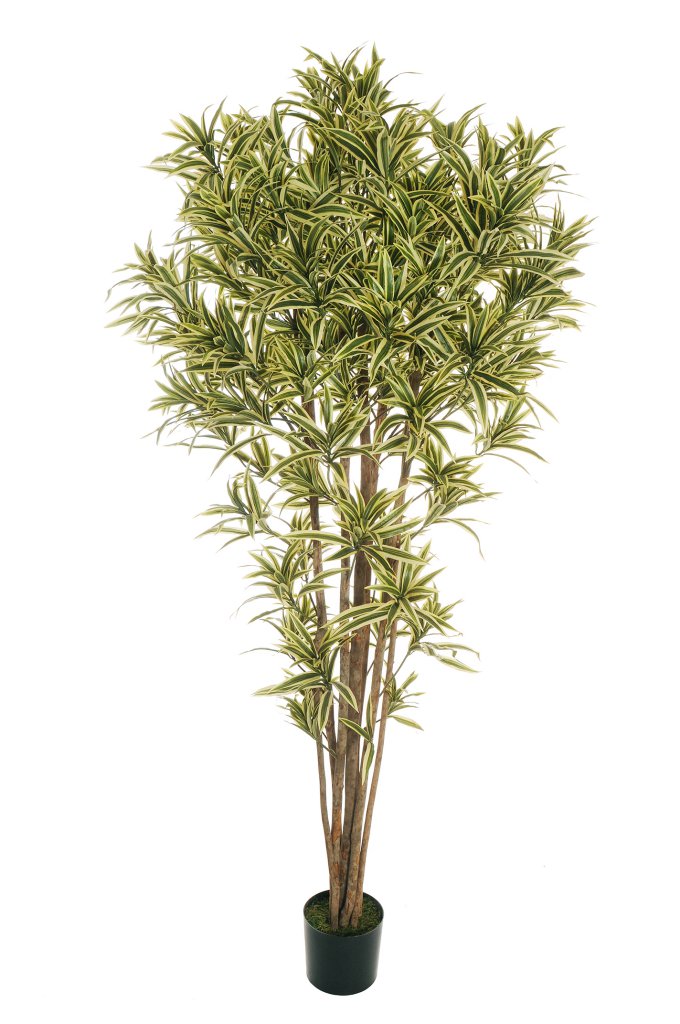 Dracaena