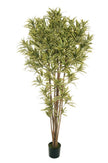 Dracaena