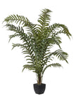 Drynaria