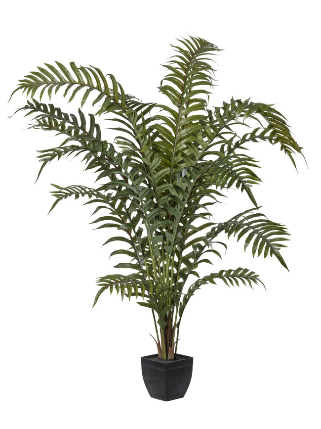 Drynaria