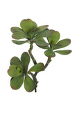 Cotylydon