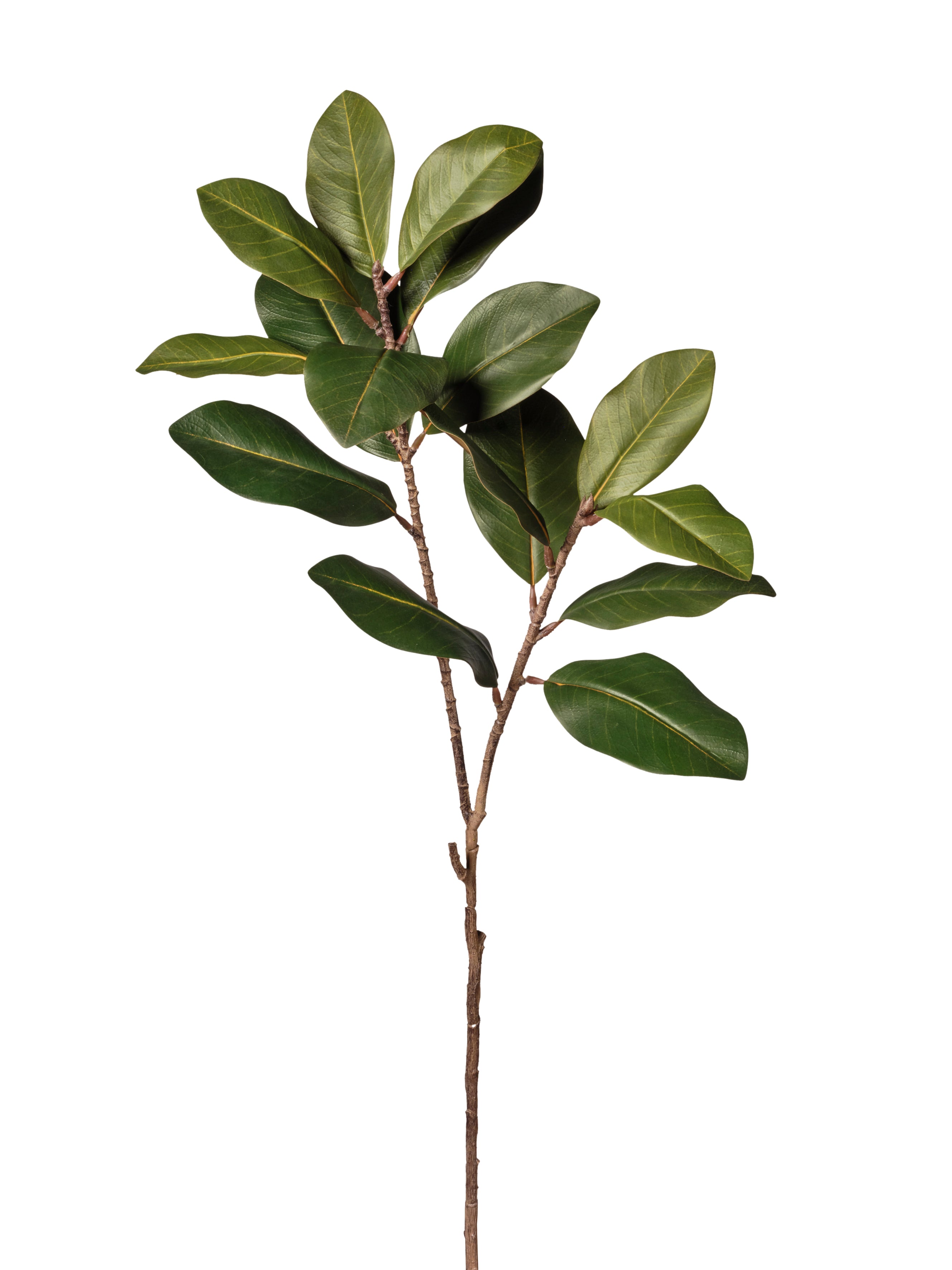 Feuille de magnolia