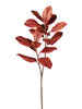 Feuille de magnolia