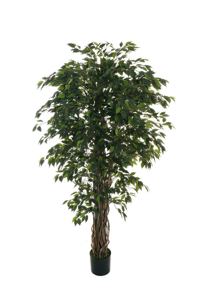 Ficus