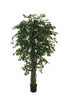 Ficus