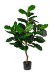 Ficus