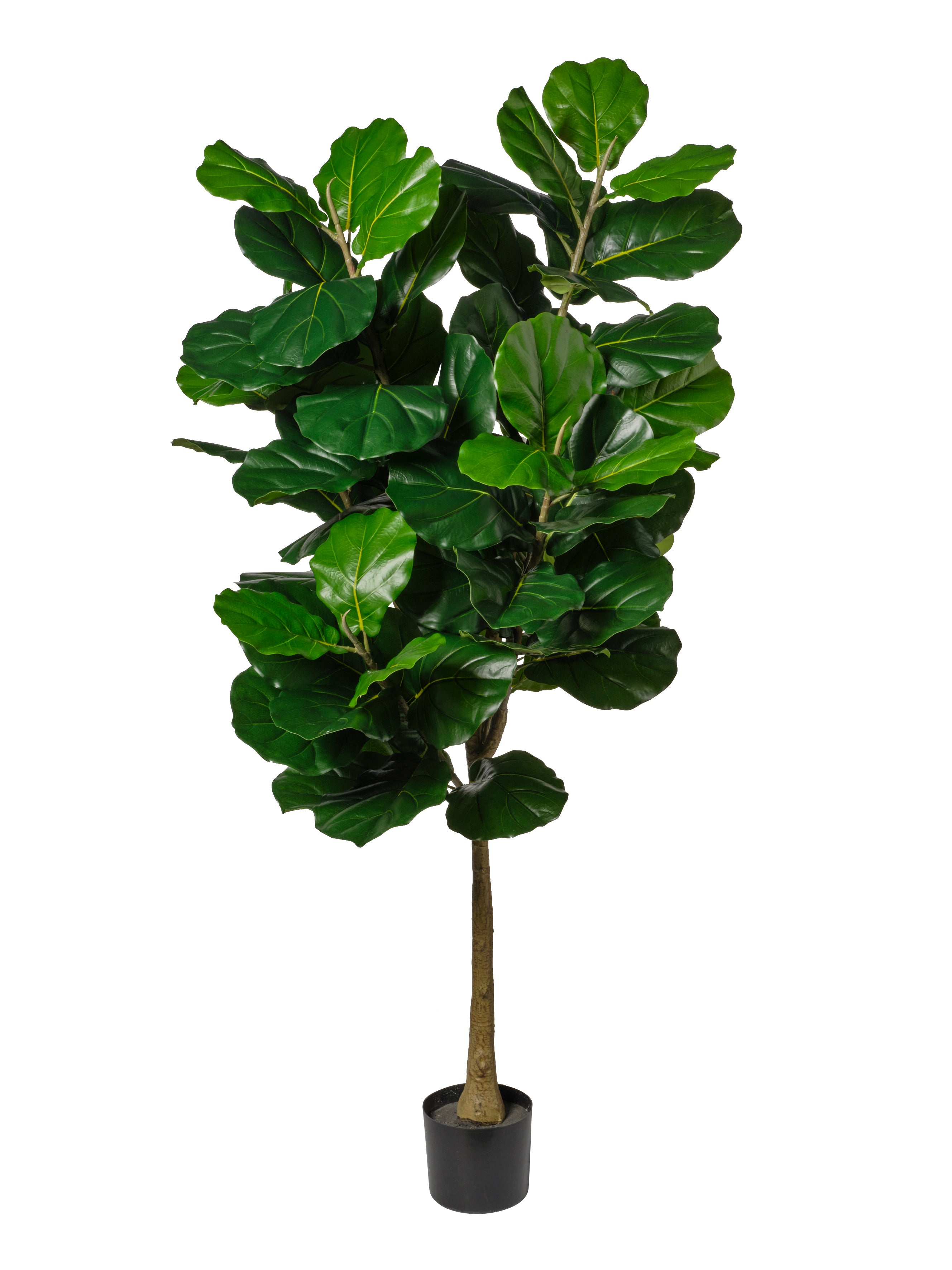Ficus