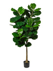 Ficus