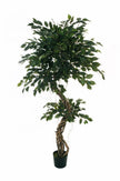 Ficus