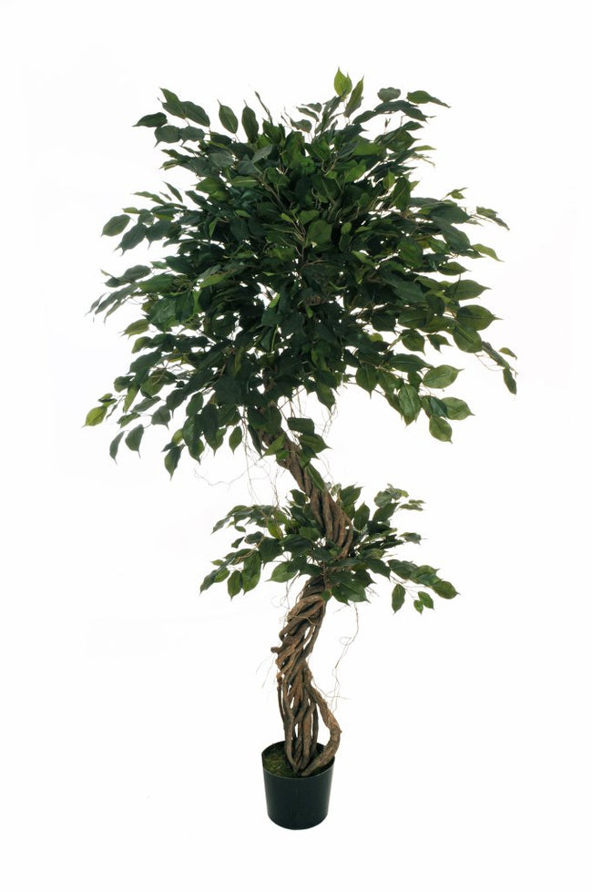 Ficus