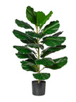 Ficus