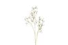 Fleur forsythia