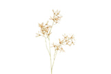 Fleur forsythia