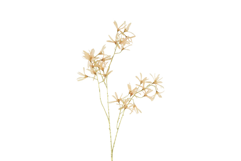 Fleur forsythia