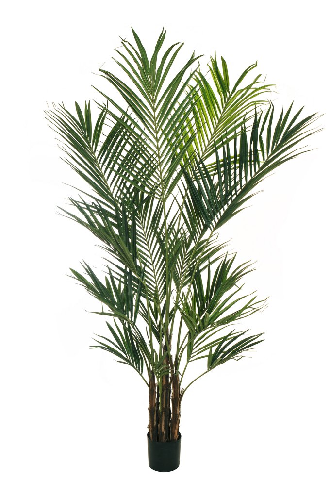 Kentia