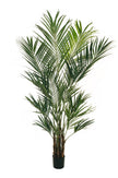 Kentia