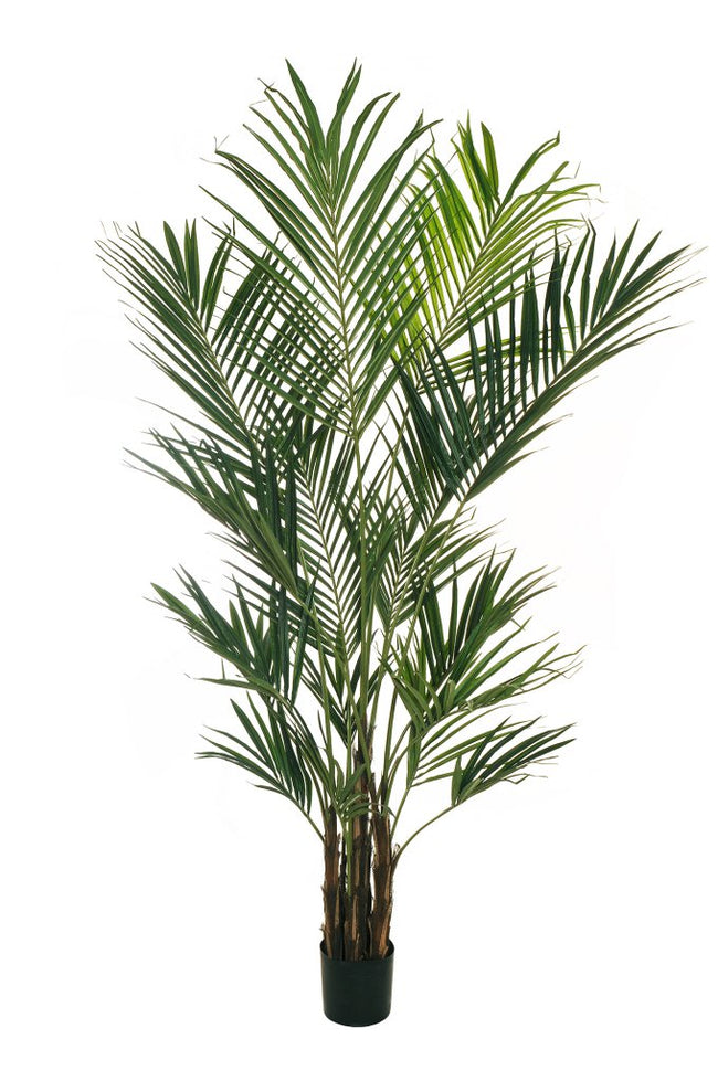 Kentia