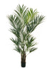 Kentia