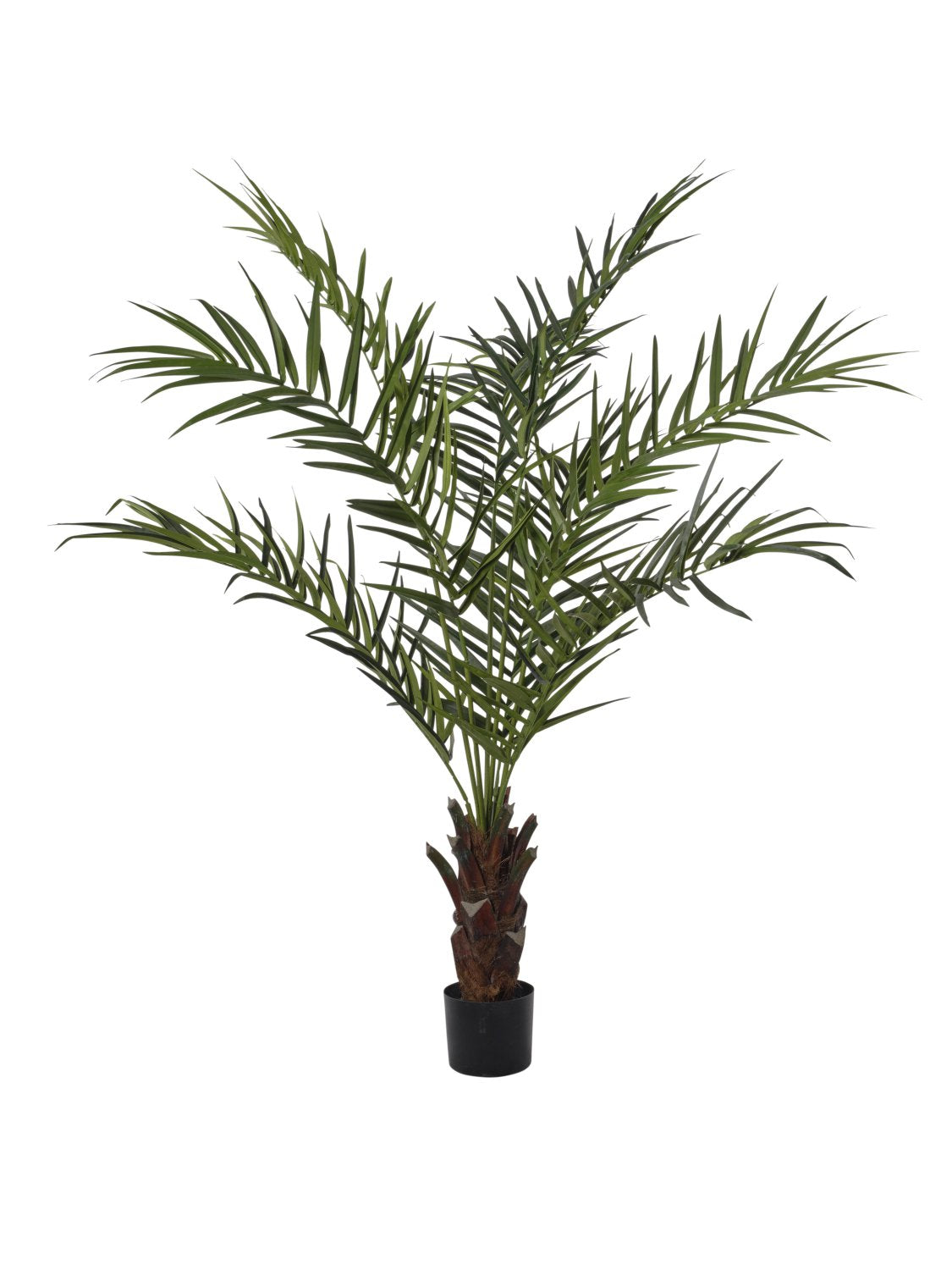 Kentia
