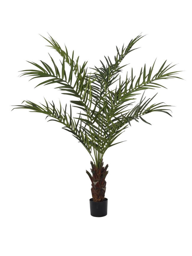 Kentia