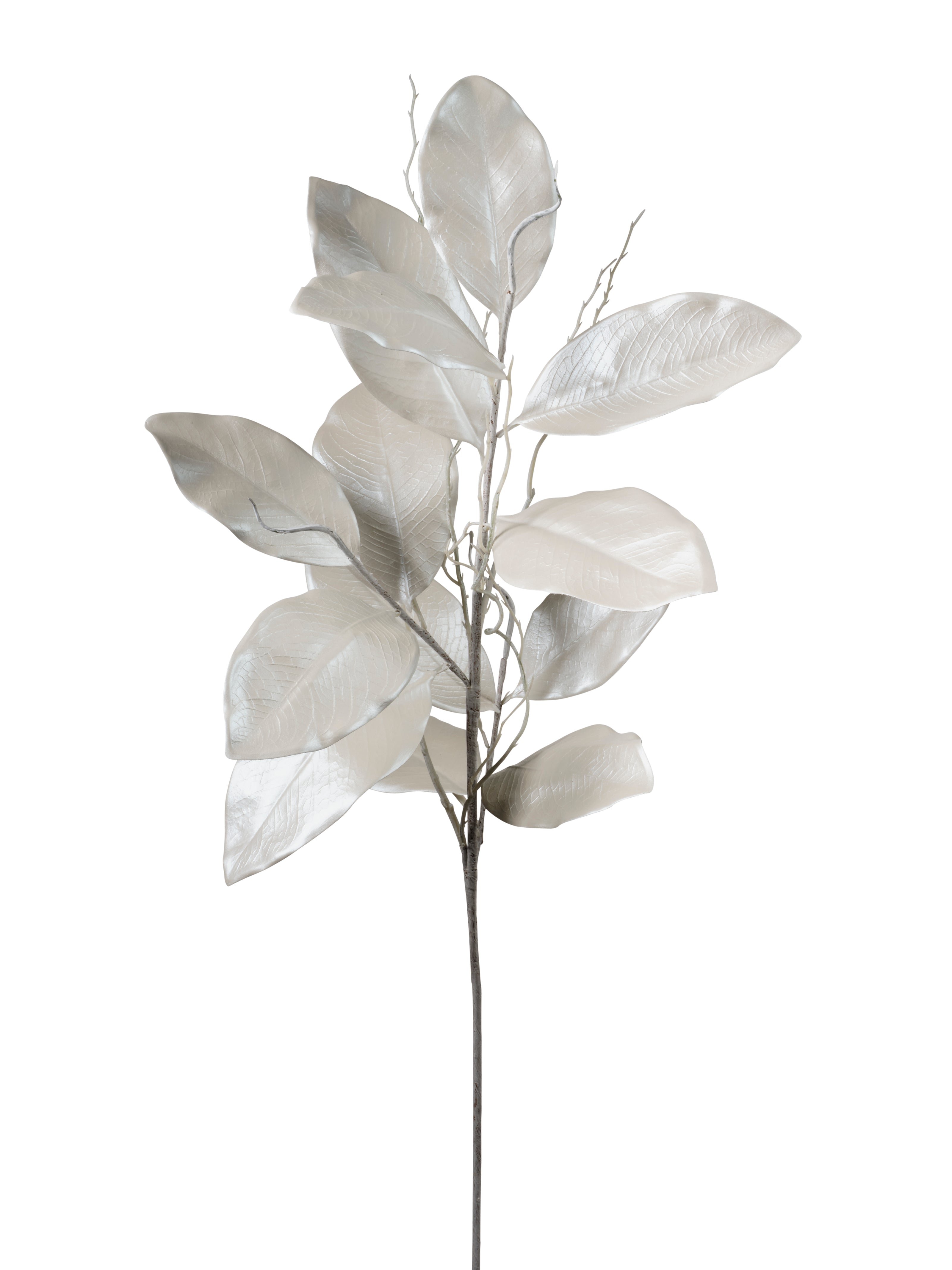 Magnolia blanche
