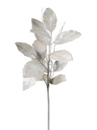 Magnolia blanche