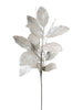 Magnolia blanche