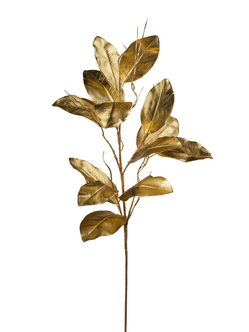 Magnolia blanche