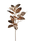 Magnolia blanche