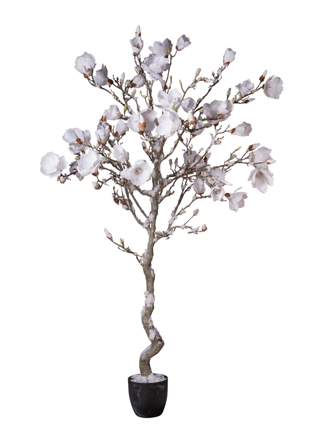Magnolia en pot blanc enneigé