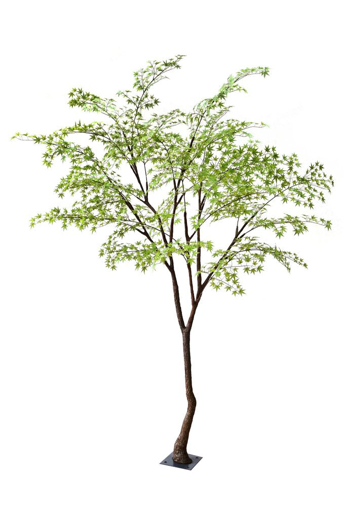 Mini Maple