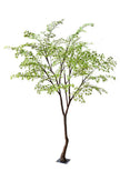 Mini Maple