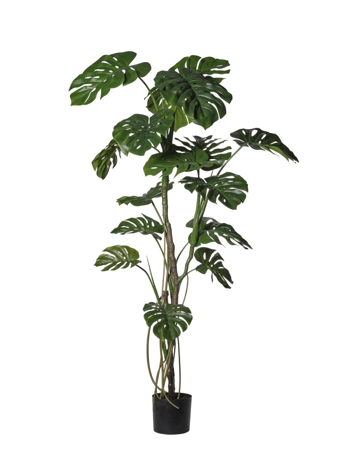 Monstera