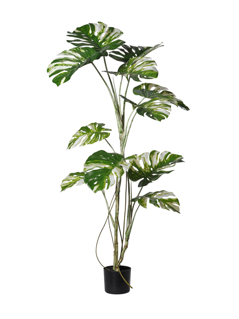 Monstera