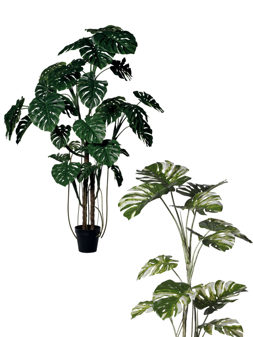 Monstera